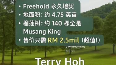 Musang King Durian Orchard Raub Sungai Ruan Pahang 1