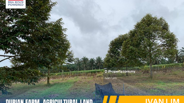 Durian Farm Agricultural Land @ Kulai Senai 1