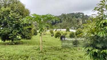 Raub 7.3 acre Durian Orchard For Sale 1
