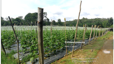 Agriculture Land on Residential Zone @ Alor Gajah Melaka for sale 1