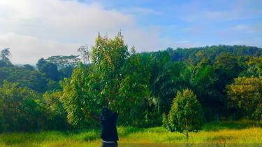 Bentong 15 Acres Freehold Farm for Sale 1