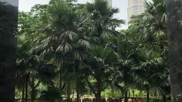 Binjai On The Park for sale or rent 1