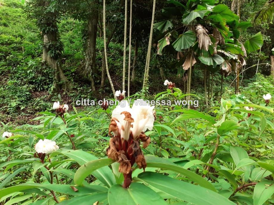 Bungalow land for Sale