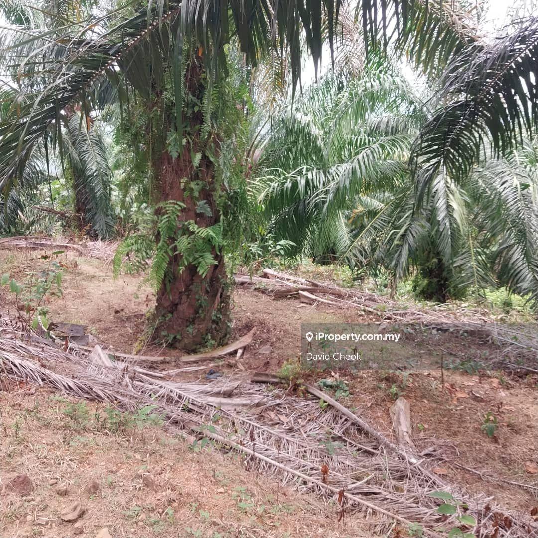 Existing Palm Oil // Rantau - Lukut // Kampung Bemban Hilir // 12 Arce