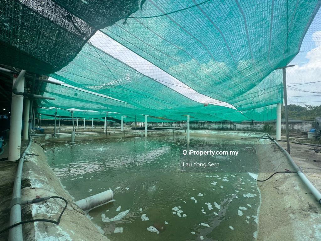 Fish Farm Bedong, Kedah for Sales
