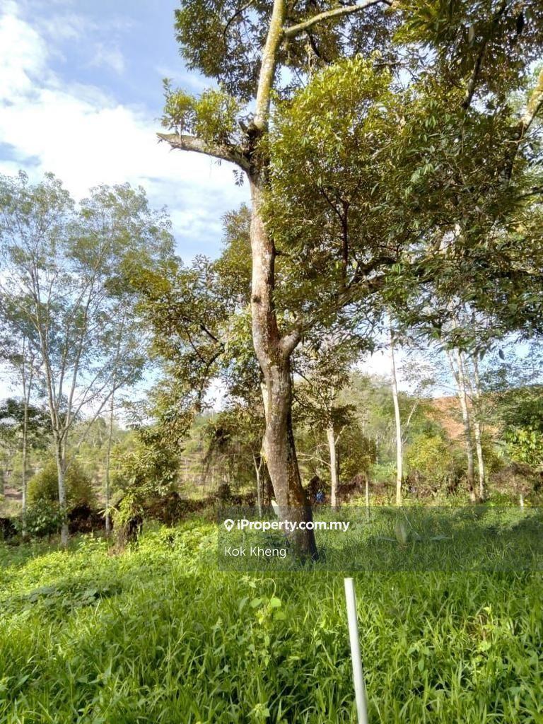 Lenggong Air Kala 7 acres Musang King Land For Sale