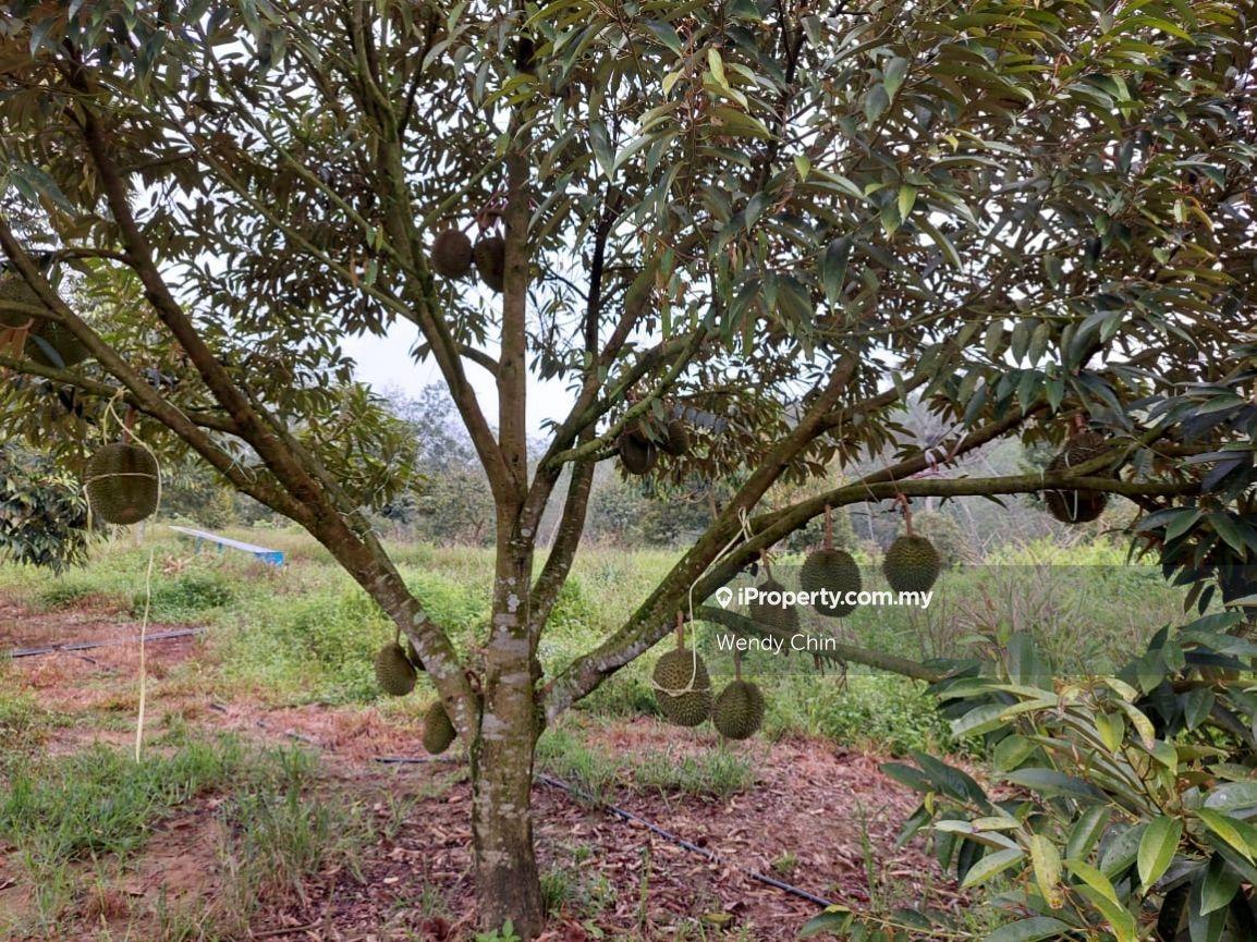 Durian Orchard Agriculture Land