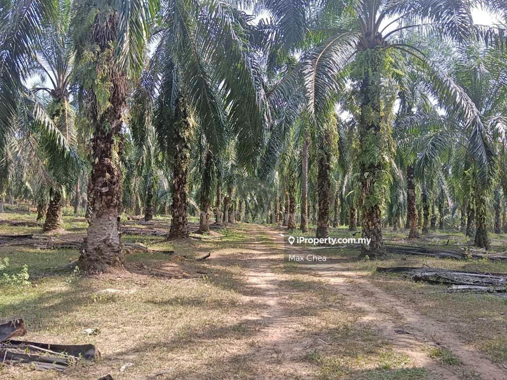 Easy Access. Suitable For Farmings. Matured Oil Palm Tree
