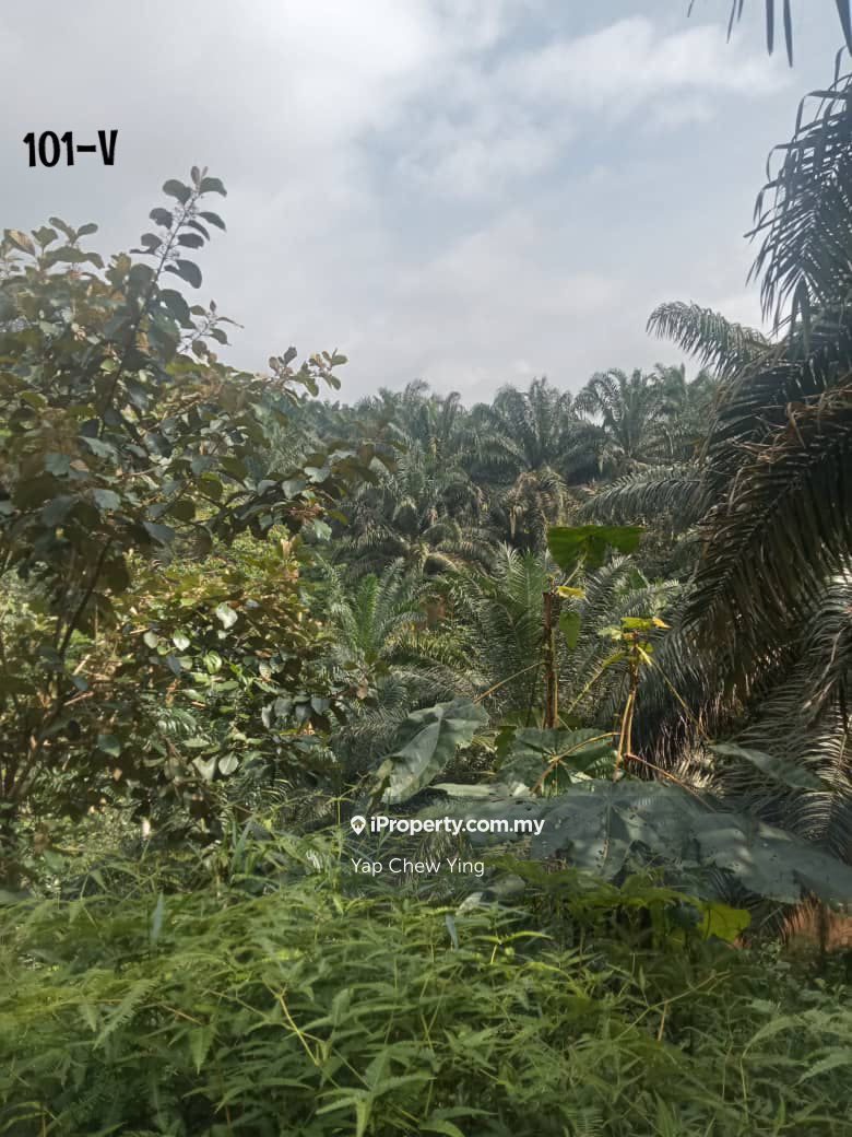 Cheap Sale Rm3.19psf! Kuala Lipis, Pahang 6.1acre Agriculture Land 