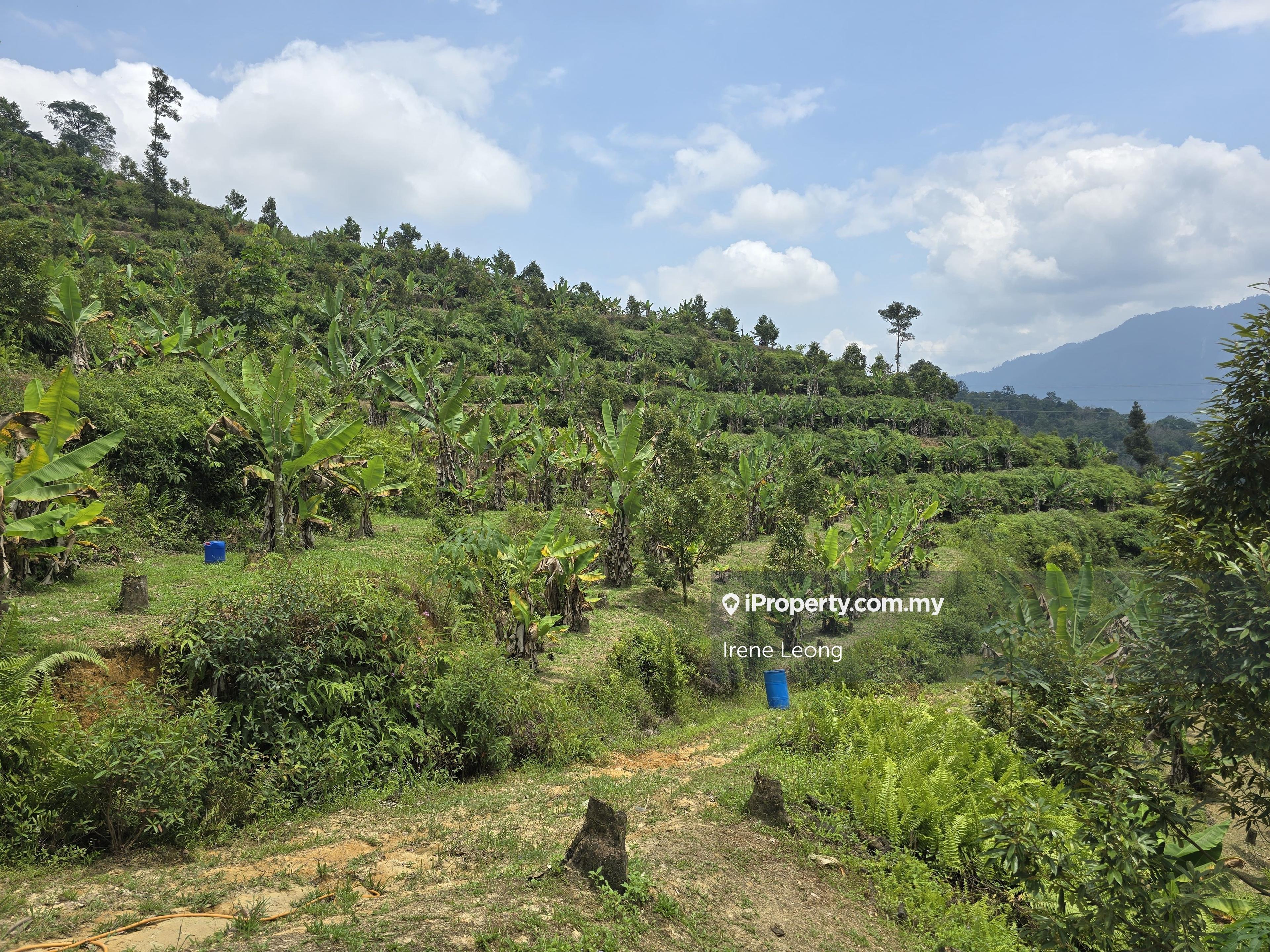 8.2 acres Bentong Old Road Durian Land for Sale