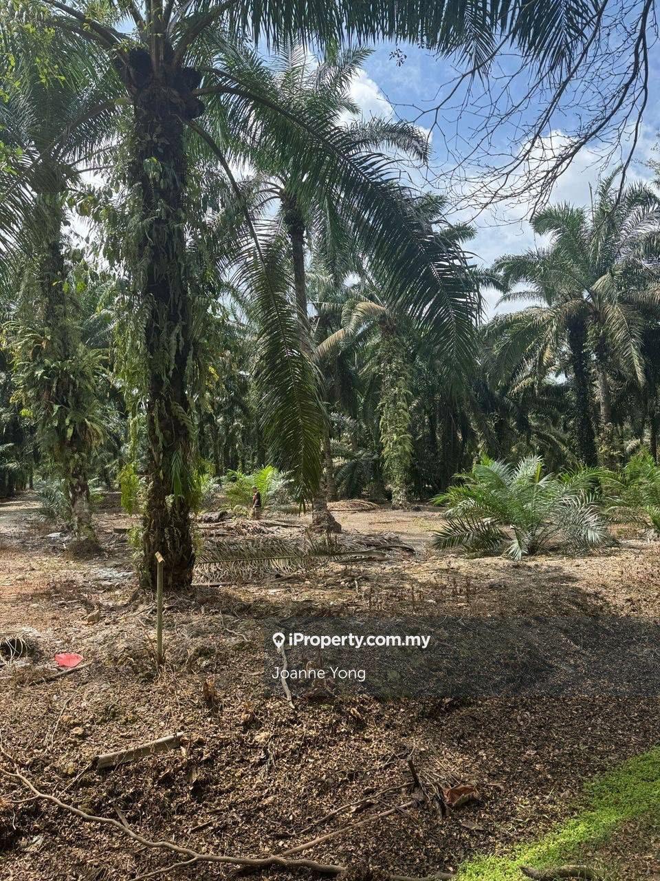 Pontian, Near Pekan Nanas, Johor