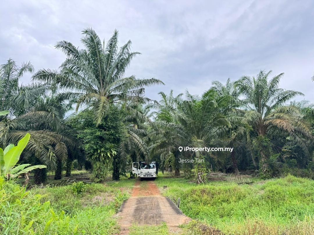 Land for sale pontian api-api agriculture yellow soil