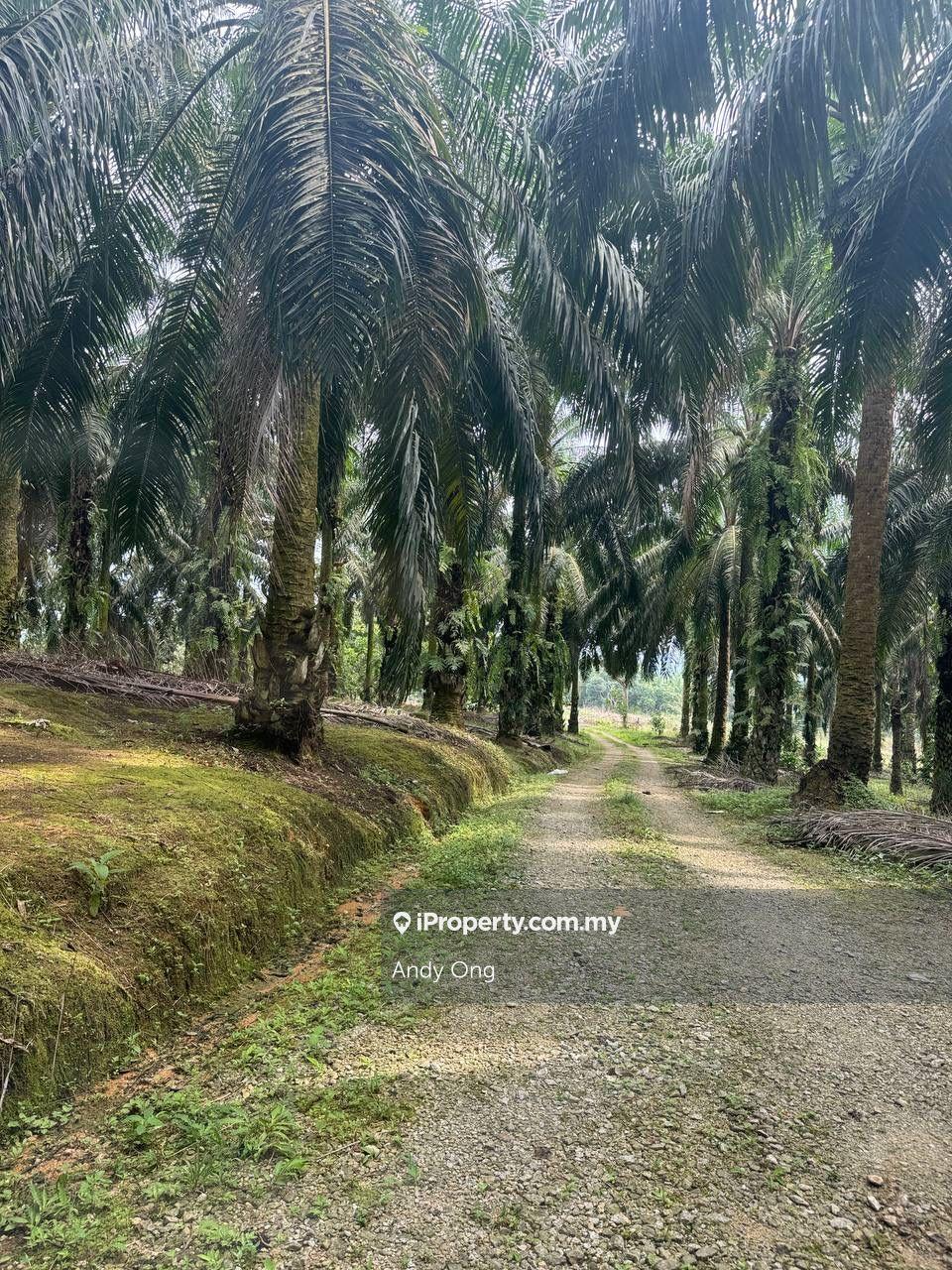 Mawai Baru , Kota Tinggi, Agriculture Land