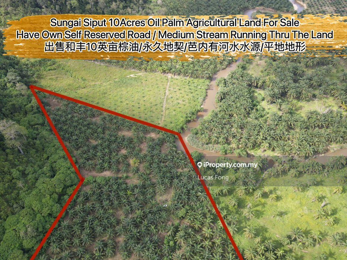 Sungai Siput Well Maintained 10 Acres Oil Palm Agricultural Land