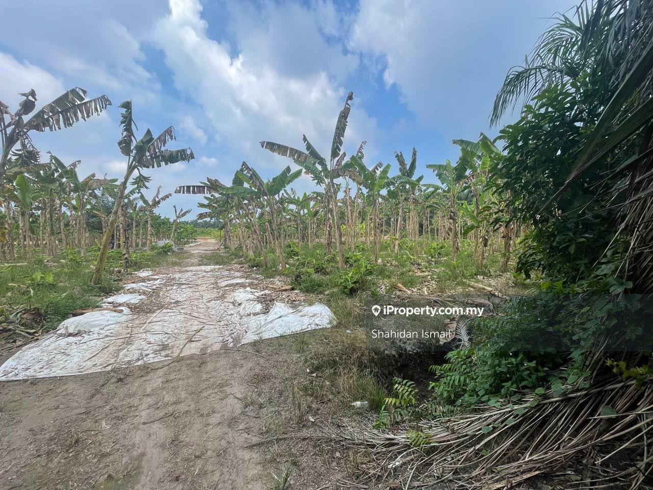 For Sale: Fertile Land with Banana Plants in Kanchong Tengah, Banting