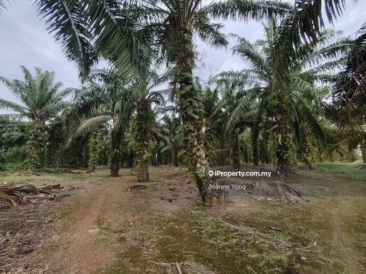 6.7 Acres Oil Palm Land @ Ayer Baloi, Pontian, Johor