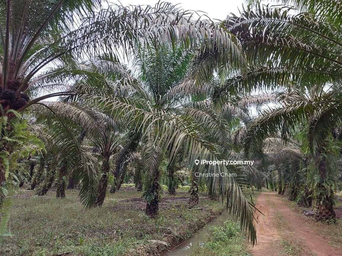 Kota Tinggi - Agriculture Land For Sale