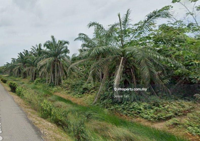 For Sale Parit Haji Yusod Benut Pontian Oil Palm Land