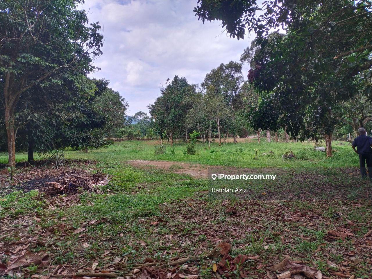 Kebun buah buahan Semungkis Hulu Langat