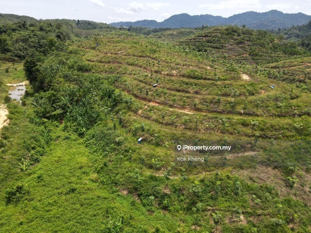 5acres Black Thorn plus Musang King Durian Orchard Land For sales