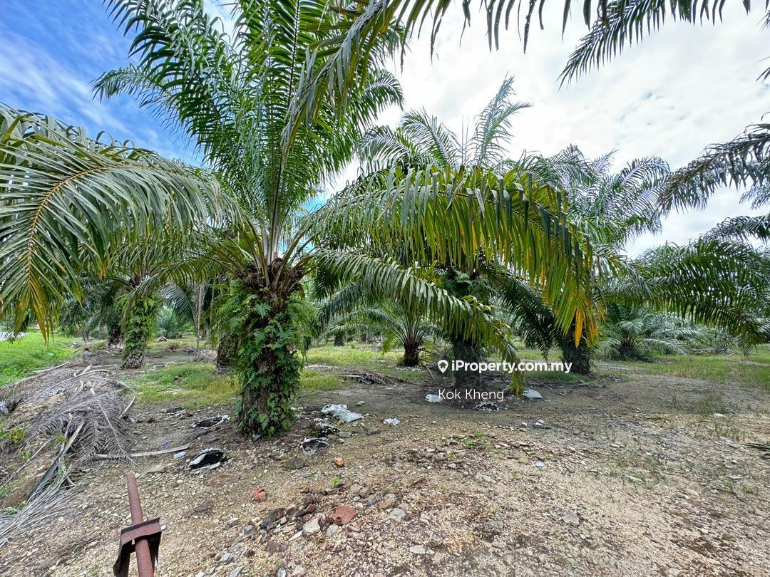 Sungai Siput 3acres main road freehold agriculture land for sale