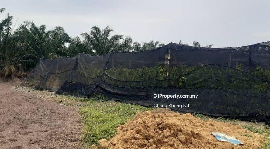 Agricultural Land at Morib, Kuala Langat for Sale