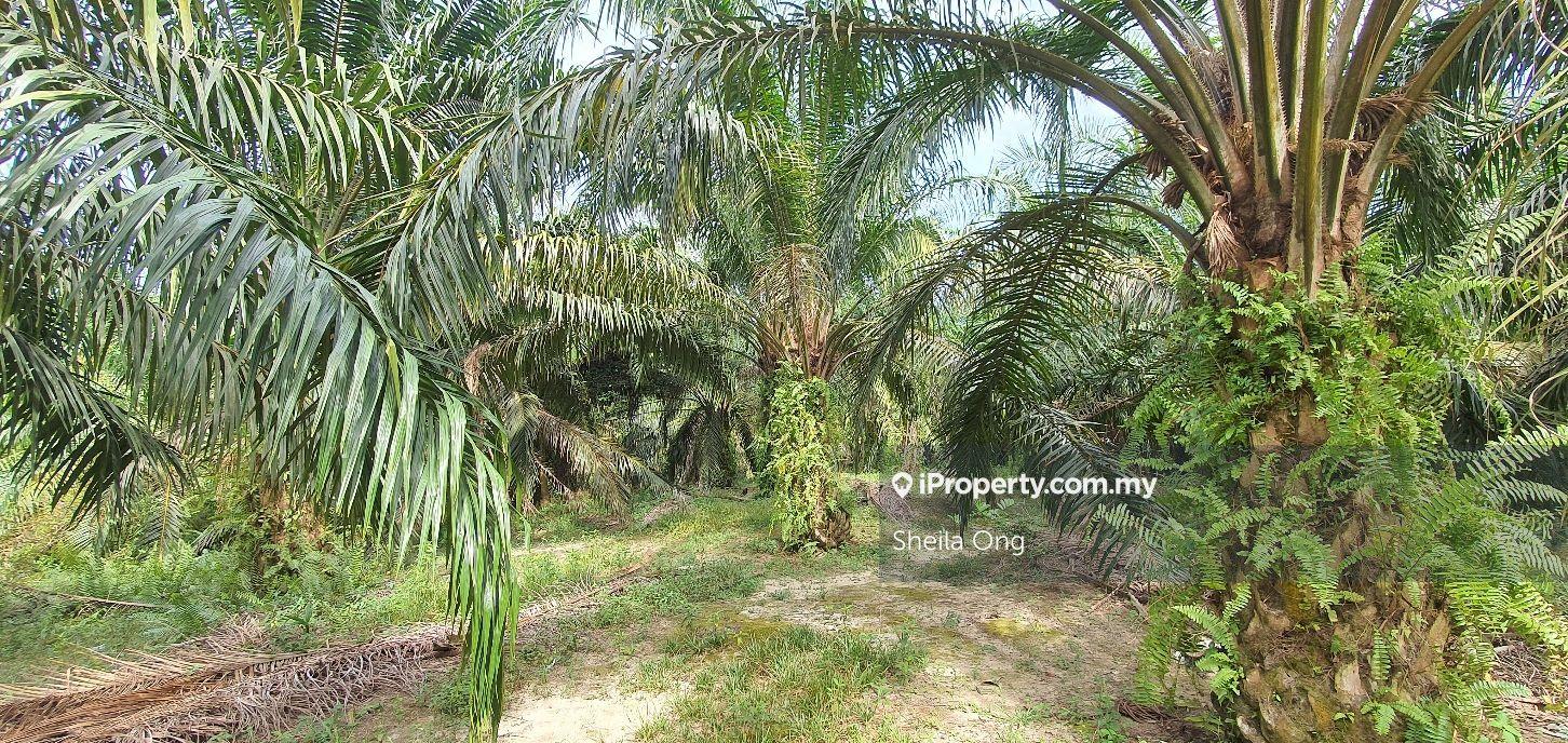 Agriculture land for Sale
