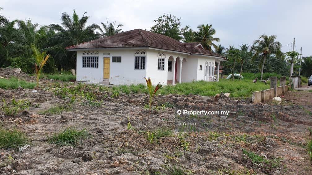 Coconut plantation matured for harvesting!