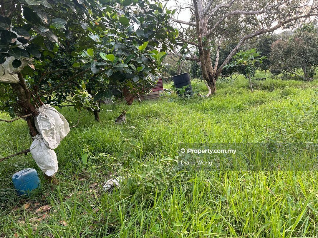 Durian farm Agricultural Land for sale 