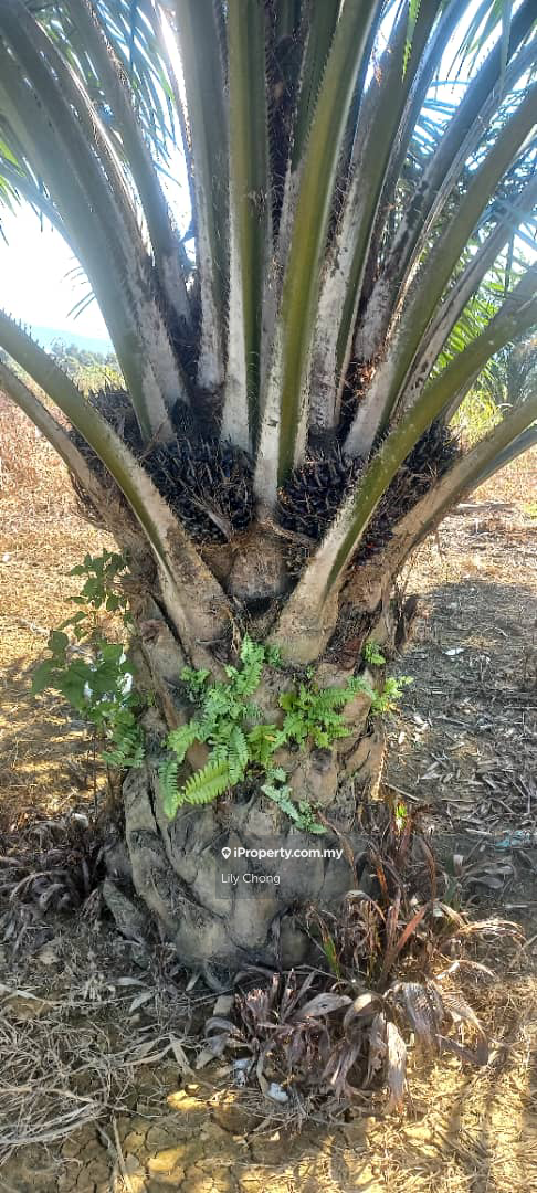For Sale Oil Palm agriculture land