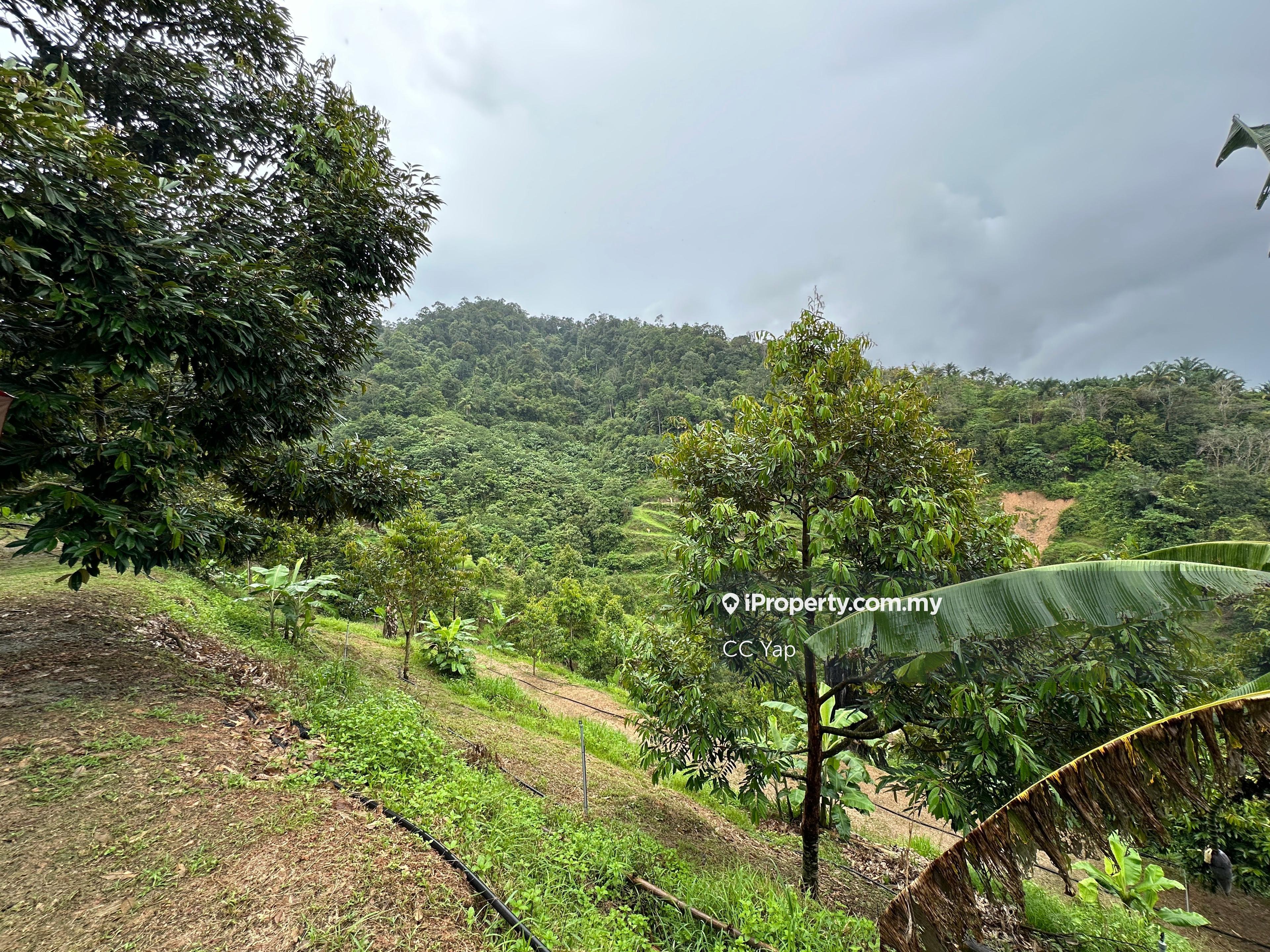Bentong Durian Farm Land Freehold Well Maintained, Raub