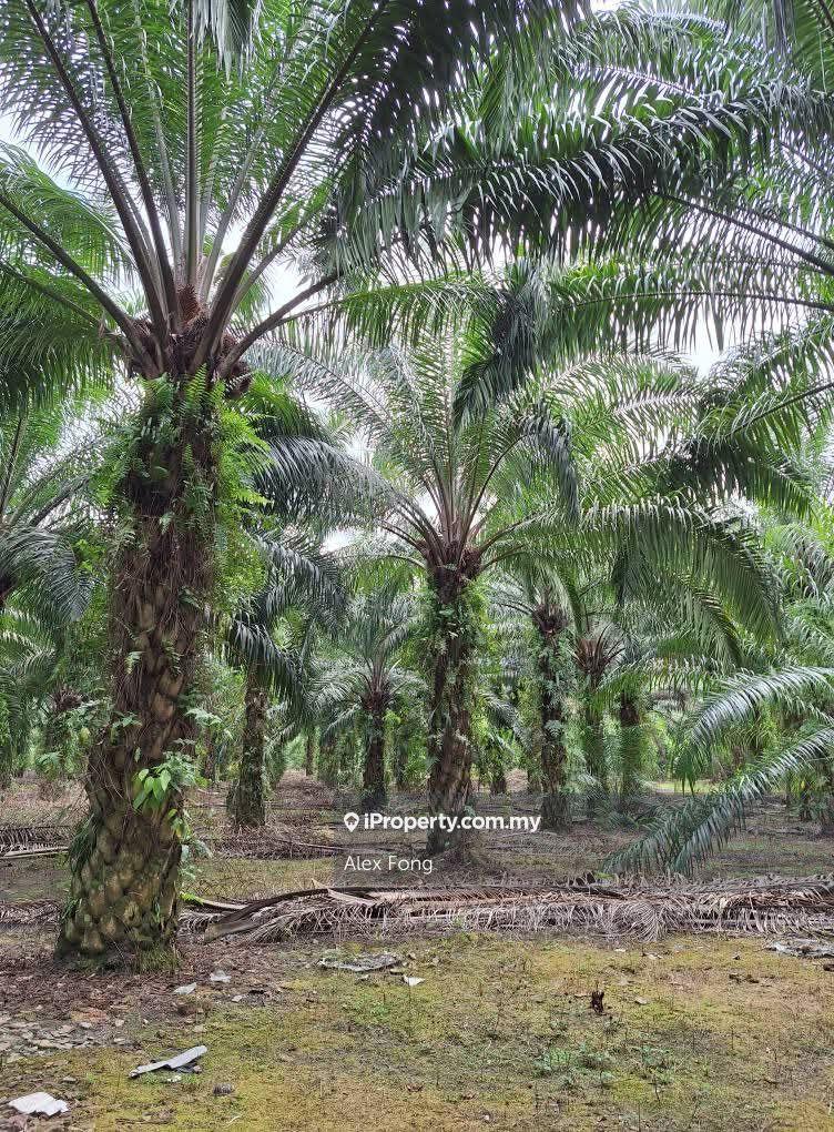 Agriculture Land For Sale