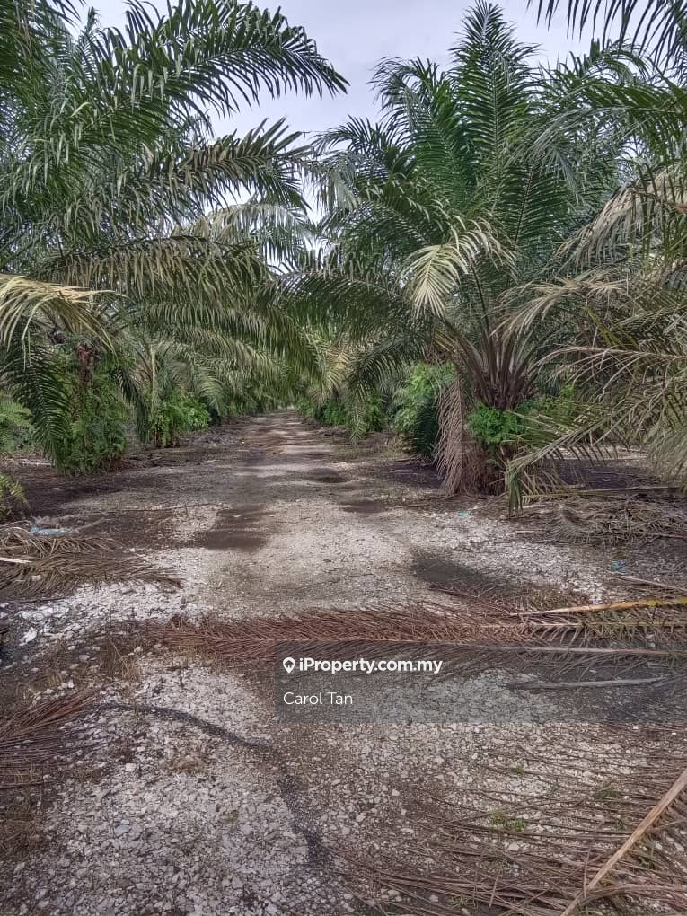 Pontian Agriculture Palm Oil Land Freehold