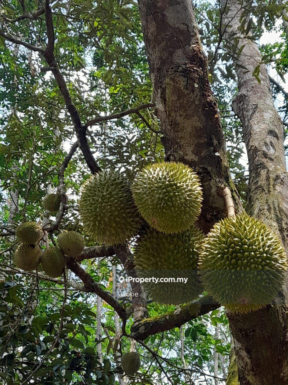 Durian Farm (Musang King) @ Kampung Purun, Jelebu, Negeri Sembilan 