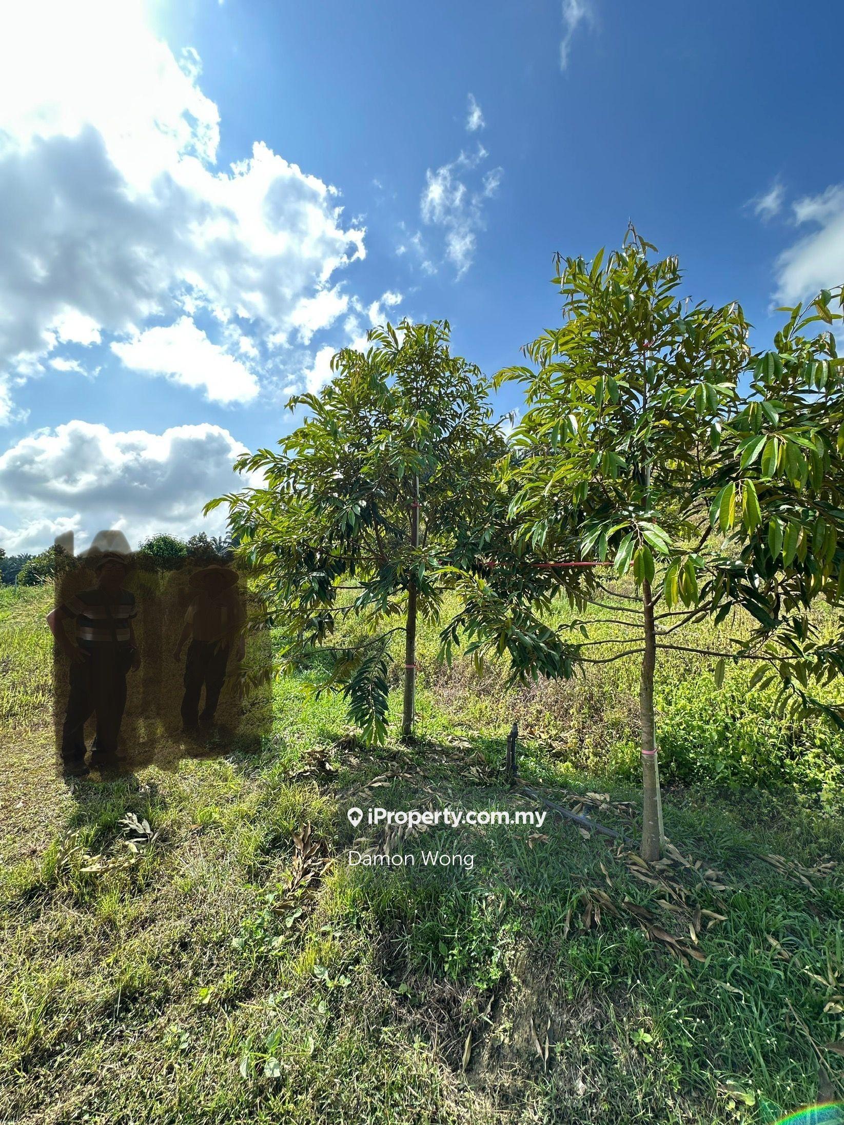 Durian land for sale in Manchis