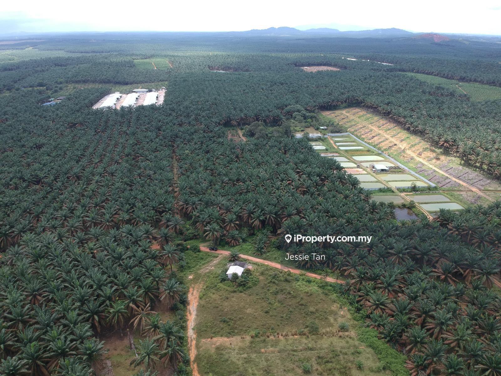 Layang-layang kluang agriculture land for sale