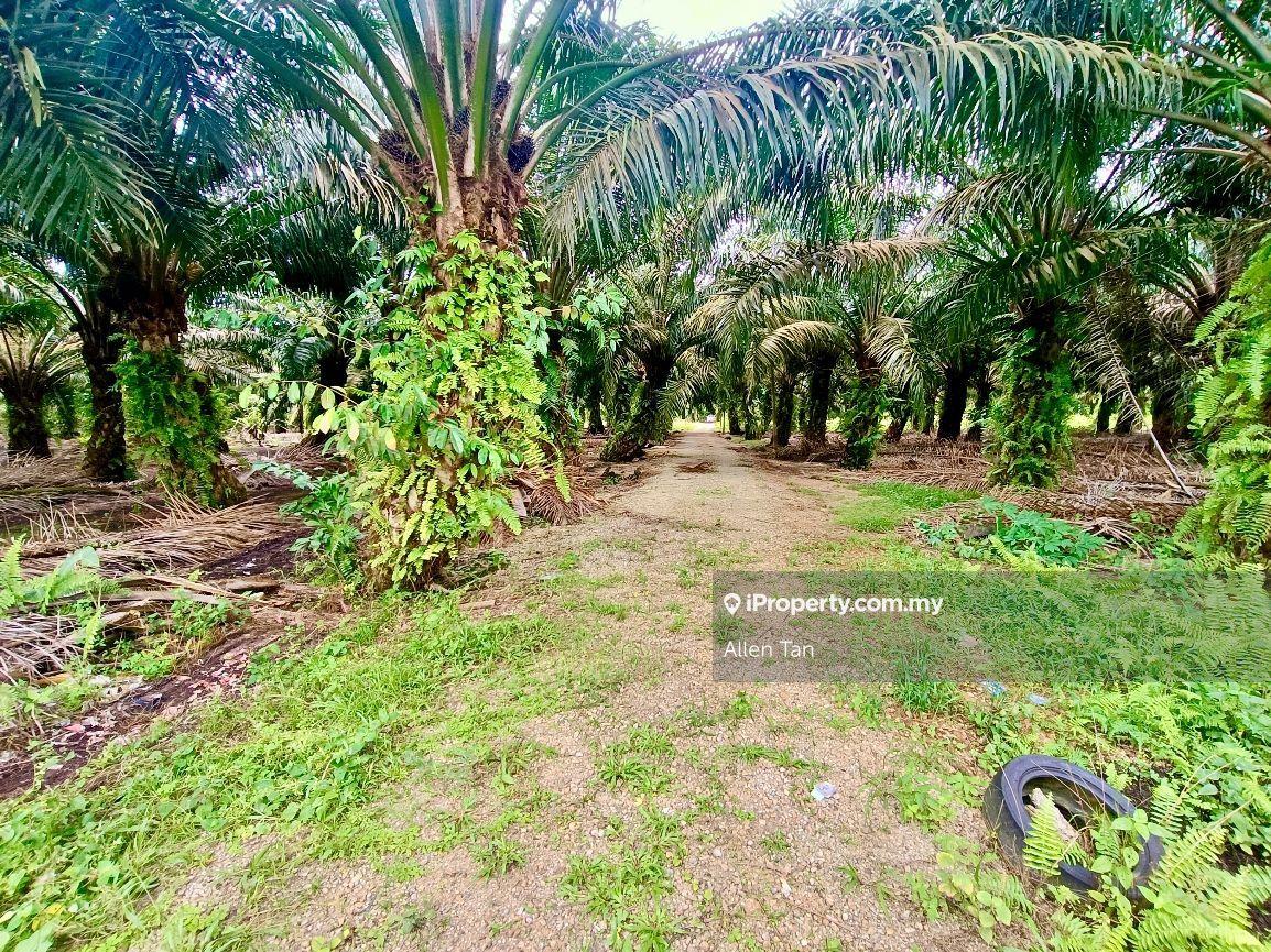 Kukup Agriculture land for Sale
