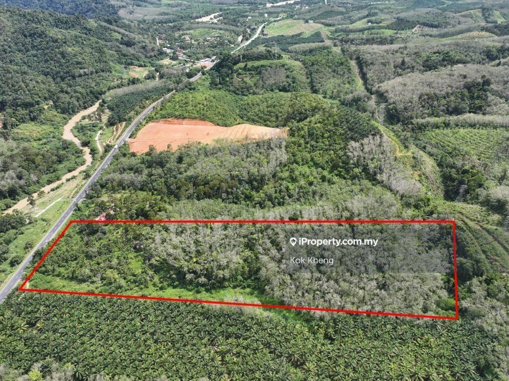 Rubber plantation beside main road