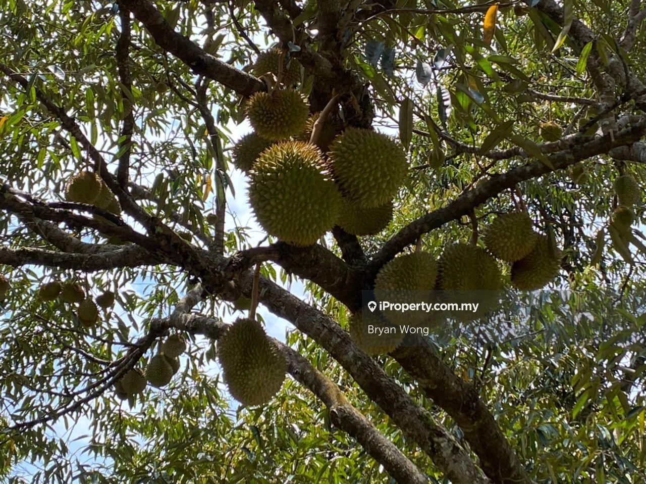 Freehold 25 acres Durian Farm For Sale At Bukit Tinggi