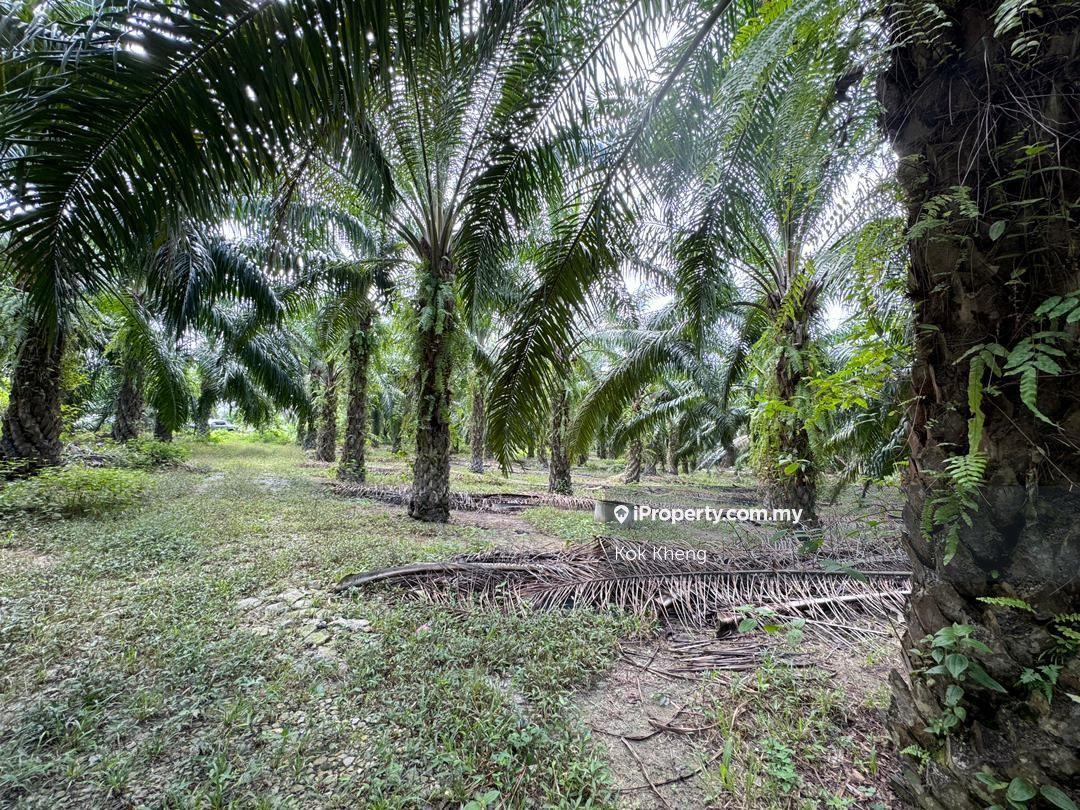 10min Reach Jalong Village -Well Maintained Palm Oil Plantation