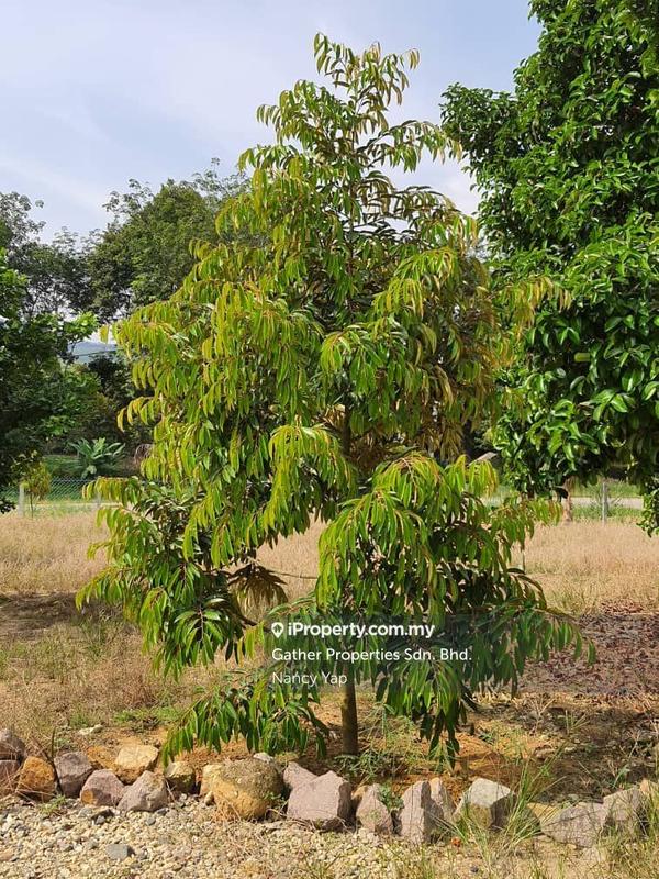 Agricultural Land for Sale in Karak, Pahang by Nancy Yap - iProperty.com.my