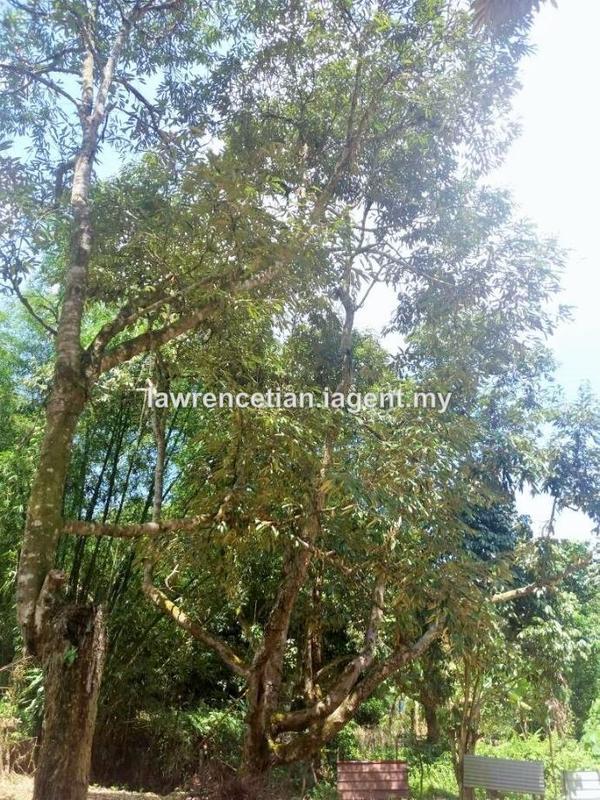 Tanah Pertanian untuk Dijual di Pekan Mantin, Mantin oleh Lawrence Tian - iProperty.com.my