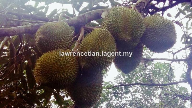 For Sale - Mantin Durian Farm