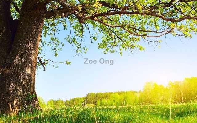 Tanah Banglo untuk Dijual di Kota Damansara, Selangor oleh Zoe Ong - iProperty.com.my