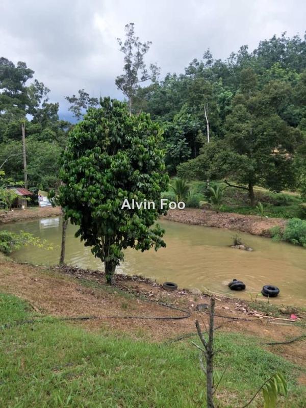 For Sale - Durian Orchard