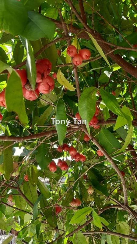 Rumah Teres untuk Dijual di Taman Sri Muda, Shah Alam oleh Tony Tan - iProperty.com.my