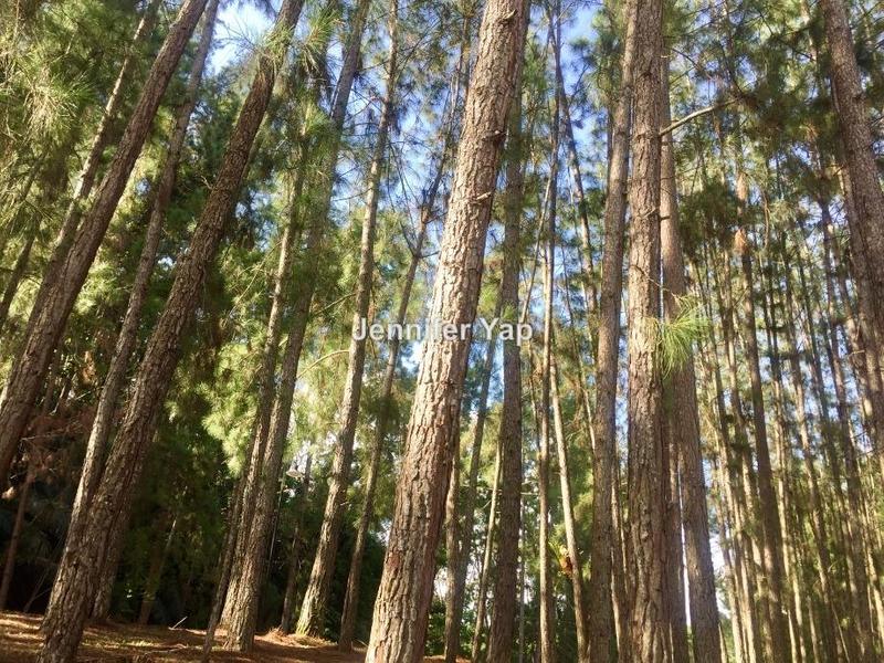 Residential Land for Sale in Janda Baik, Bentong by Jennifer Yap - Coniferous pine trees - iProperty.com.my