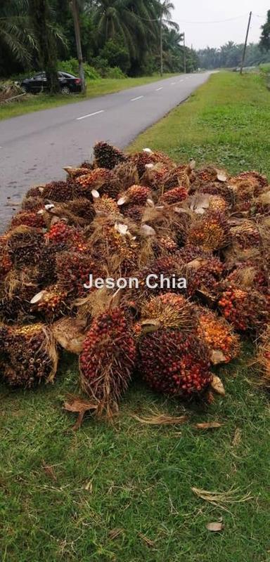 Tanah Pertanian untuk Dijual di Jugra, Banting, Banting oleh Jeson Chia - iProperty.com.my