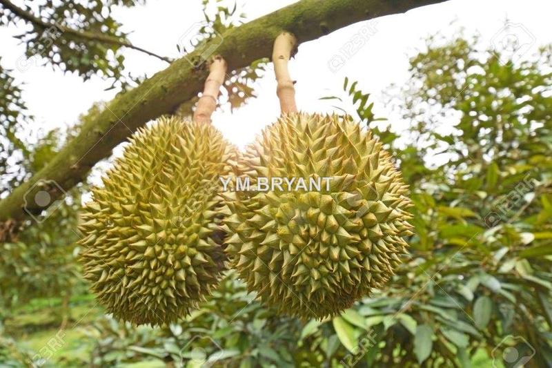 Agricultural Land untuk Dijual di MACHAP, Gemencheh oleh Bryant Be - iProperty.com.my