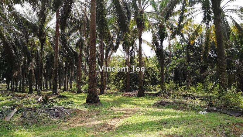 For Sale - Batang Berjuntai